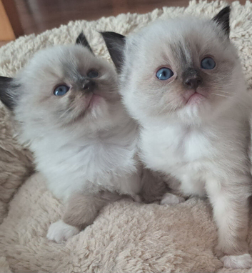 Ready now! GCCF registered Ragdoll kittens