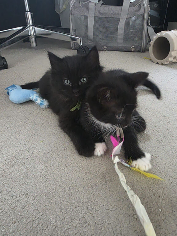 1 boy availble 5 weeks old at the moment