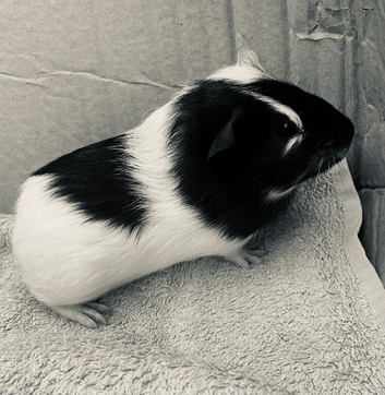 Baby female Guineapig