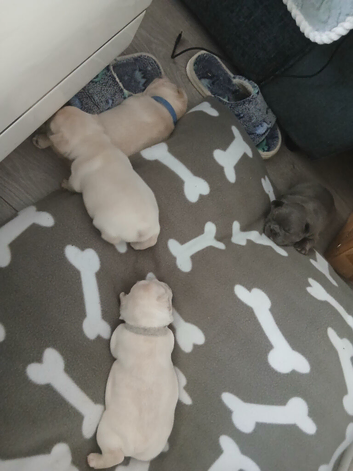 French bulldog puppies