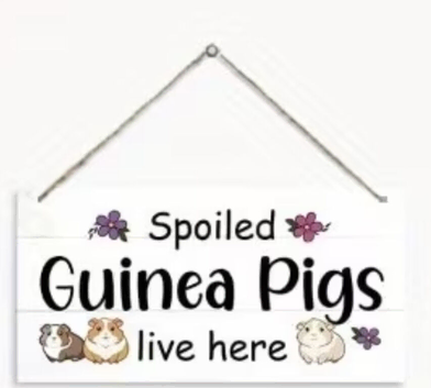 Guinea pig re homing