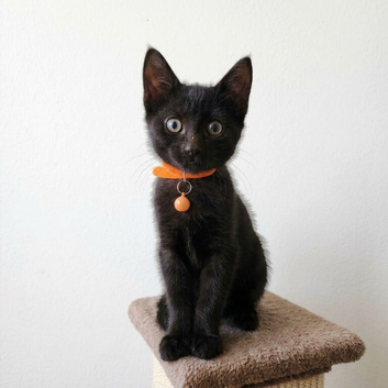*ALL RESERVED* Playful Black Kittens