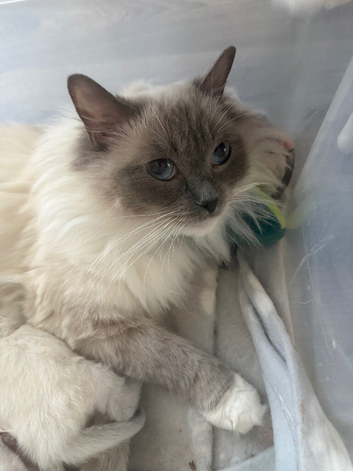 GCCF registered 3 year old female