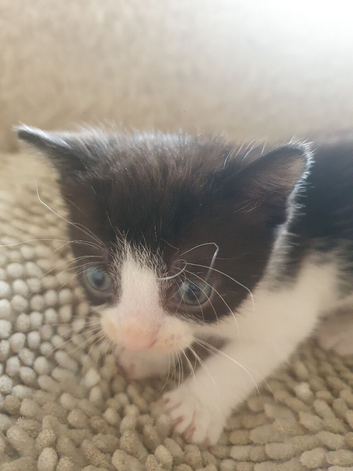 Kitten