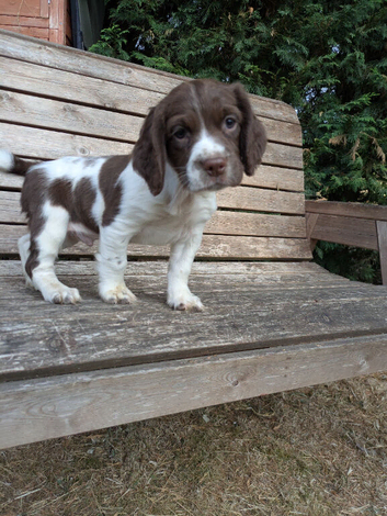 Vaccinated ready to go traditional KC reg springer