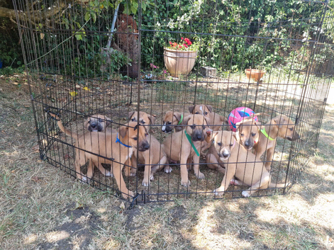 Lurcher puppys