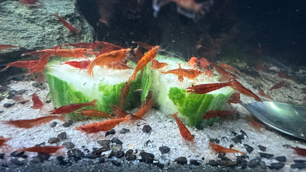 Red cherry shrimp