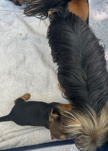 1 beautiful Chorkie puppy
