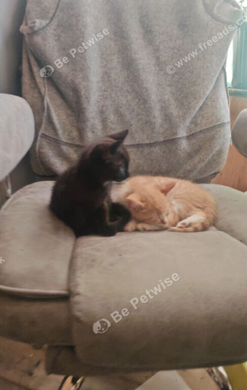 2 male kittens 8weeks old