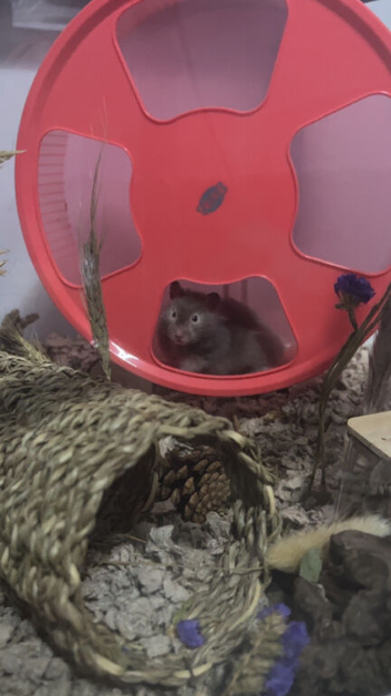 beautiful grey sable long haired syrian female