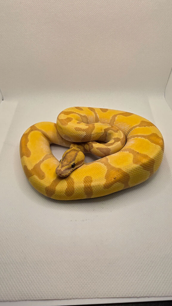 Super enchi coral glow hypo