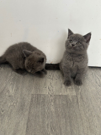 Outstanding lilac British shorthair