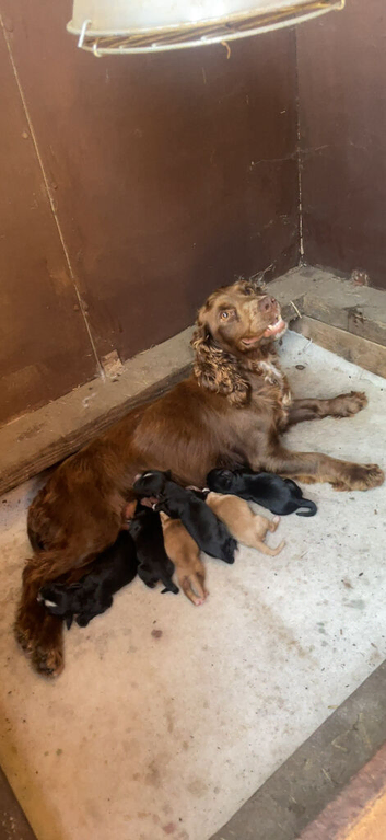 Five Cocker Spaniel Puppies