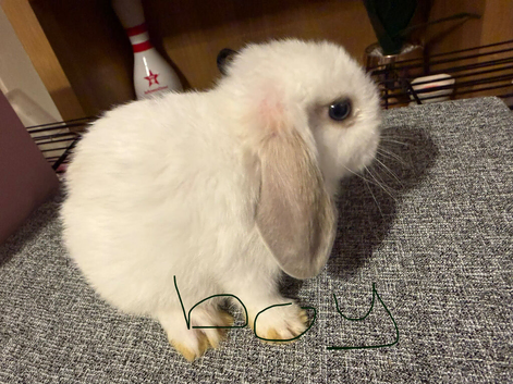 Mini lops.