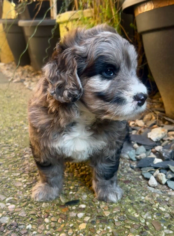 Beautiful Rare F1 Chocolate Merle SaintBerdoodle