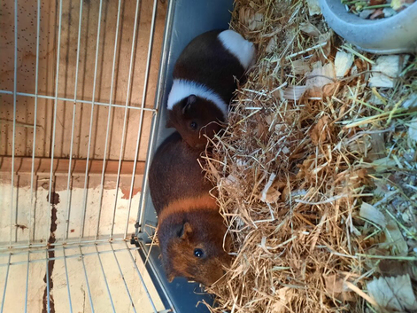 2 male Guinea pigs