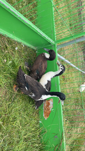 Ducks
