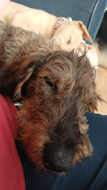 Dashund Boy Stud