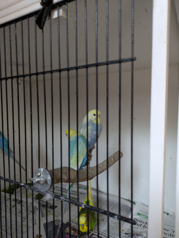 Rainbow budgies