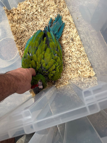 Selling baby handreared military macaw