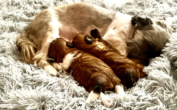 2 little boys for sale