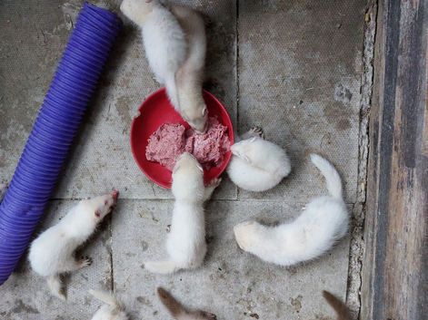 Albino kits 5 left