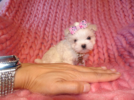 ***Exquisite Micro Tiny Teacup KC Registered Maltese Puppies***