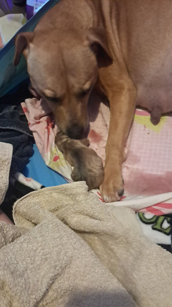 Puppies