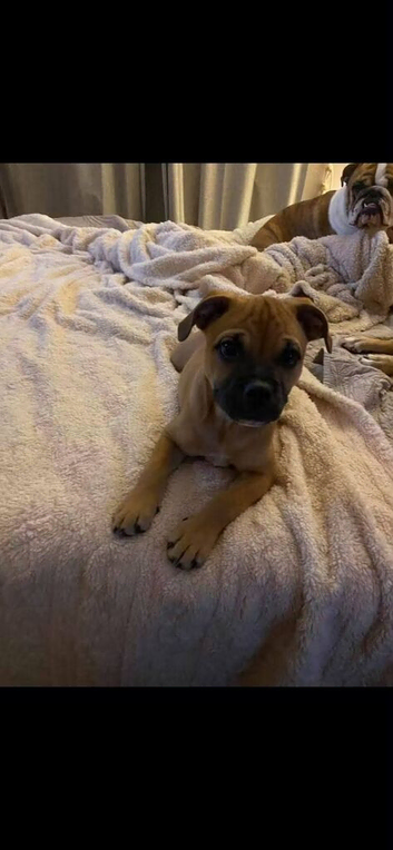 5 month old girl for sale