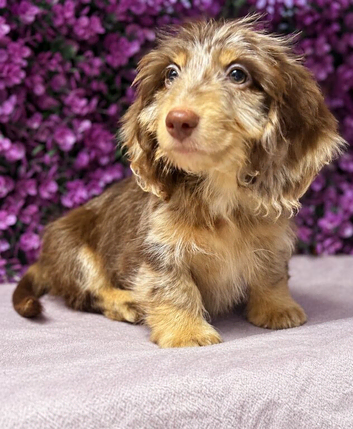 Beautiful Miniature Dachshund Puppies Ready Now