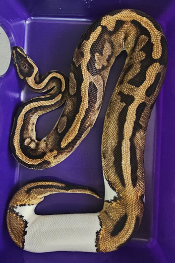 Gorgeous Pied Female