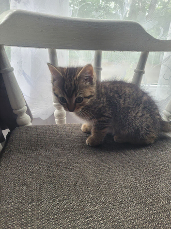 1 tiger stripes male 9 was old kitten