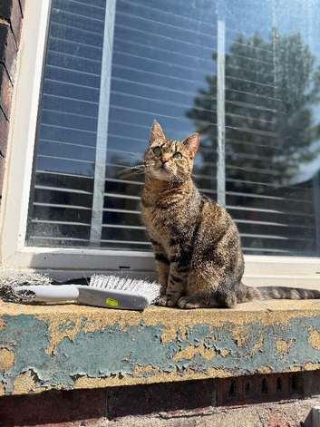 Beautiful female cat needs a new forever home