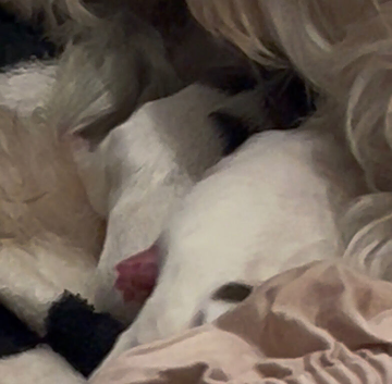 Mini Maltese mix with shitzu puppies