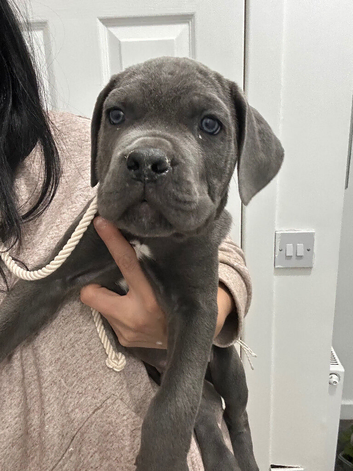 Cane corso puppies