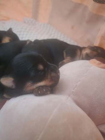 Pure bread Yorkie pups