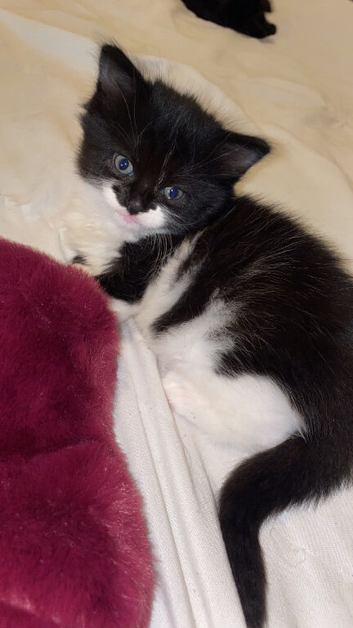 Kittens