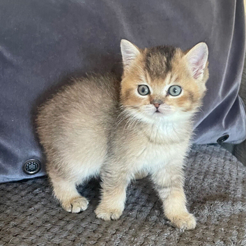 TICA reg black golden kittens