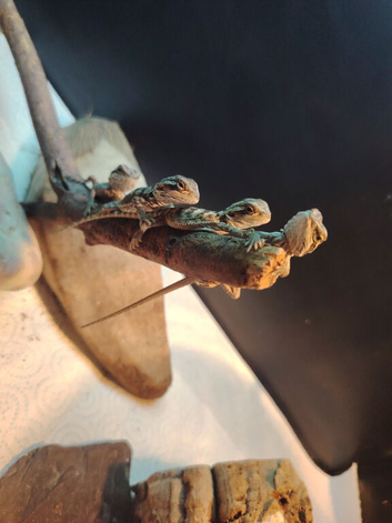 Baby Breaded Dragons