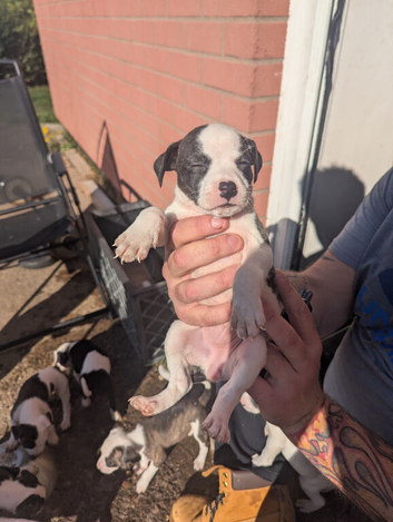 american bulldog n staffy