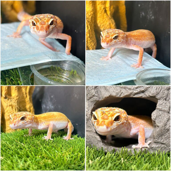 SUPER HYPO GECKO