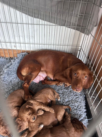 Cockapoo puppies