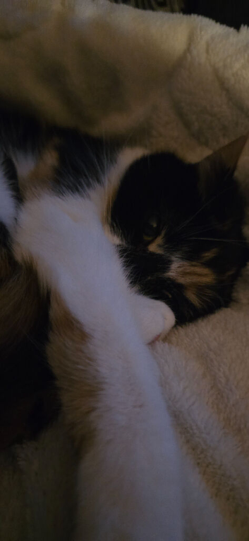Calico cat