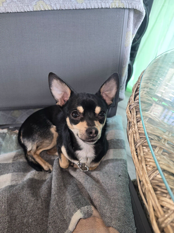 Chihuahua Male for Sale &ndash; 2 Years Old