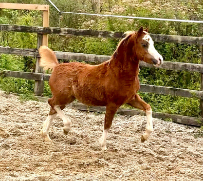 Show quality Filly Foal