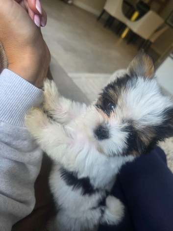 Biewer terrier