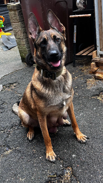 Belgian malinois puppy&rsquo;s