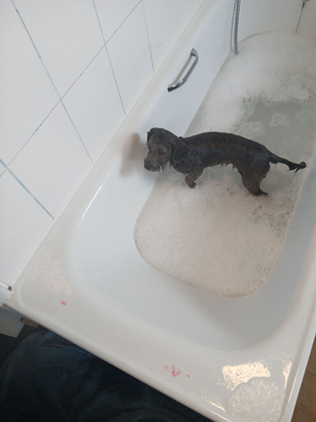Cavapoo female puppy.
