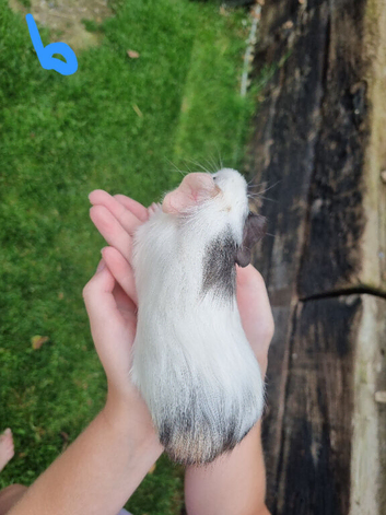 Two Baby Boy Guinea Pigs