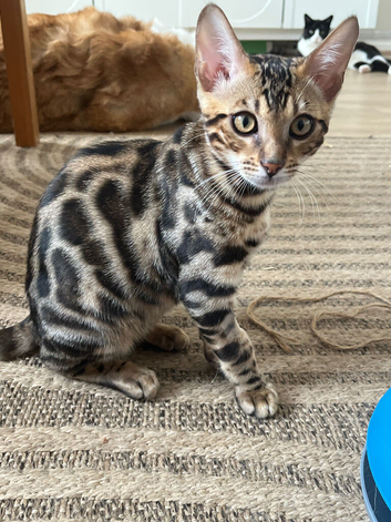 Bengals